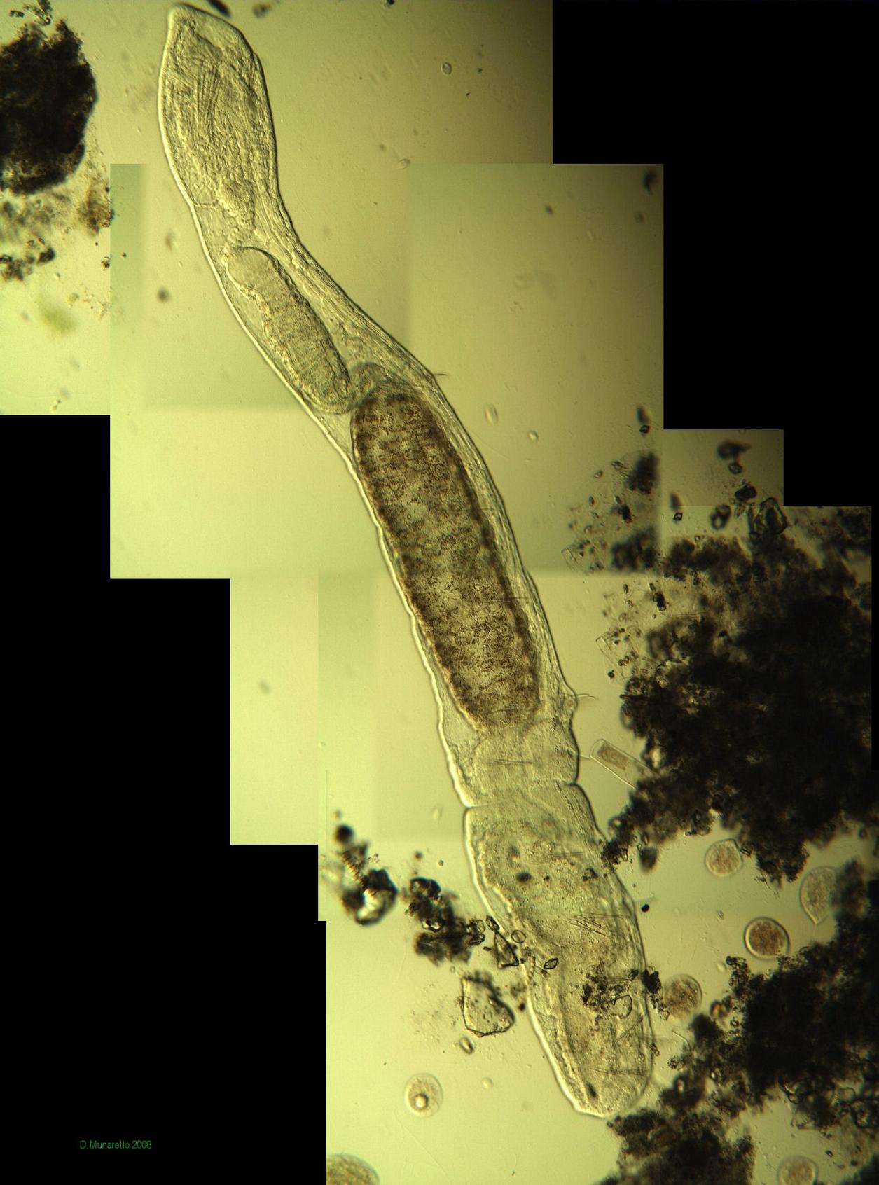 Nuovo AEOLOSOMA...senza pallini?